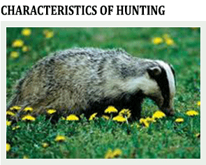 hunt badger