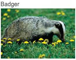badger