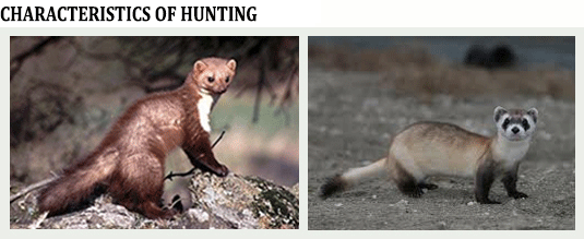 marten and polecat hunting