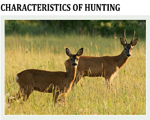 hunting of deer and roe