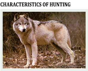 Title wolf