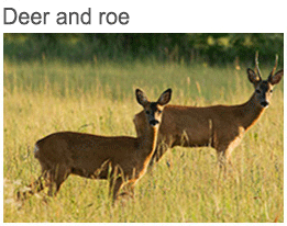 Deer and roe
