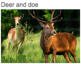 Deer and doe