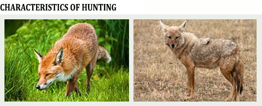 pictures foxes and jackals 