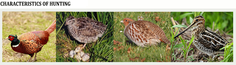 Pictures pheasants, quail, partridge, woodcock