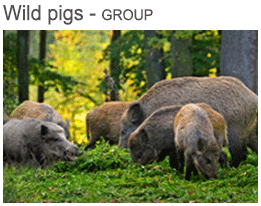 wild pigs