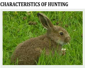 rabbit hunt