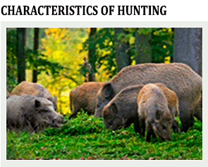 hunting of wild pigs - race