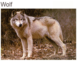 Wolf