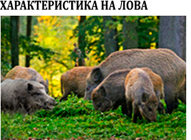 Лов на дива свиня - подборен
