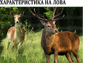 елен и кошута - описание