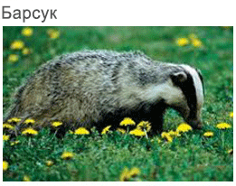 badger