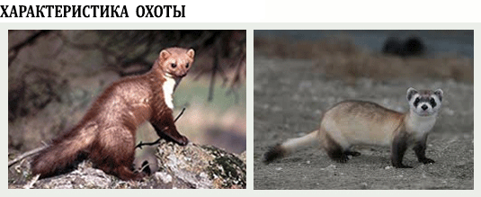 охота на белку и хорека