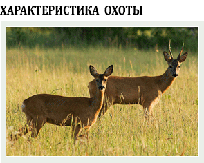 индивидуальная охота на серн и самок
