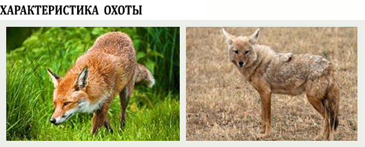 охота на лису и шакала 