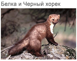marten and polecat