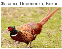 pheasants, quail, partridge and woodcock