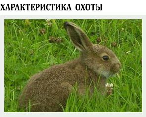 местопребывание зайцев