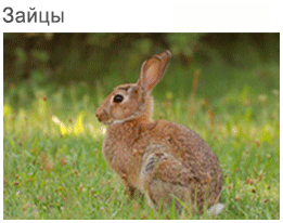 Picture rabbit