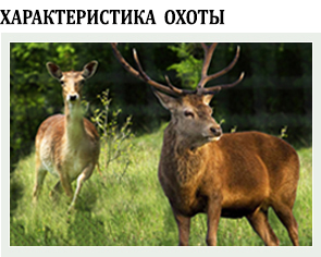 Характеристика охоты