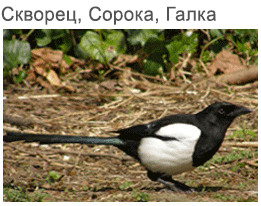 starling, magpie, hooded crow and jackdaw