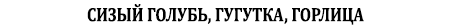 Сизый голубь, гугутка, горлица