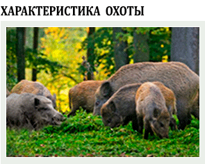 индивидуальная подборная и групповая охота на дикие кабаны